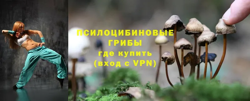 как найти   Грязи  гидра   Галлюциногенные грибы Psilocybe 