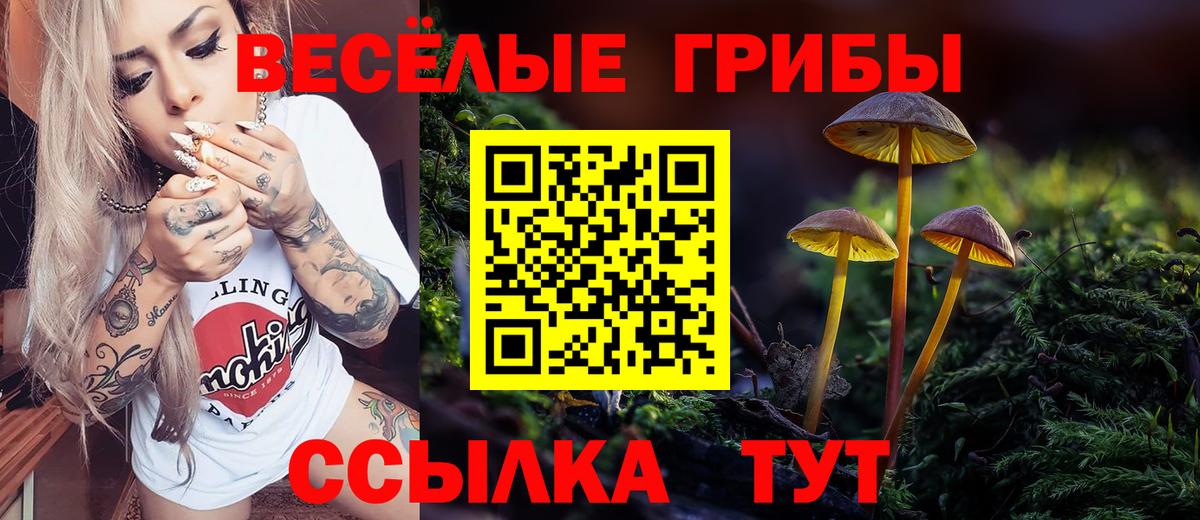 Псилоцибиновые грибы Psilocybe  Грязи  где найти   Галлюциногенные грибы GOLDEN TEACHER 